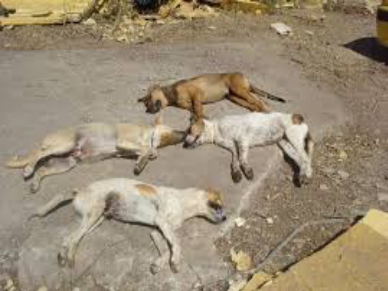 Suspicious death of 15 dogs in Hadasar | हडपसरला 15 कुत्र्यांचा संशयास्पद मृत्यू