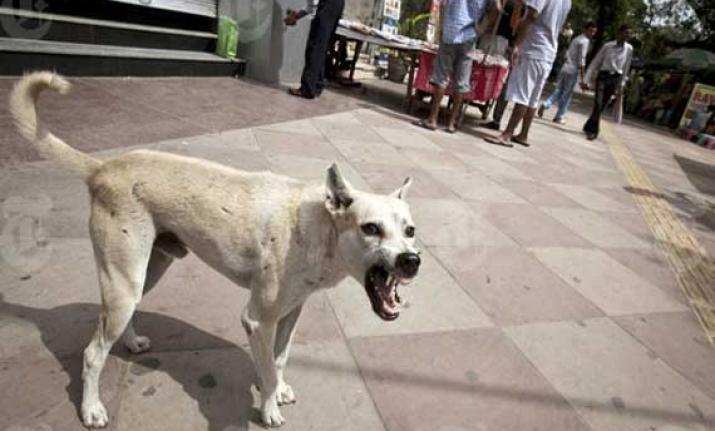Death of old age due to biting dog in Nagpur | नागपुरात मोकाट कुत्रा चावल्याने वृद्धाचा करुण अंत