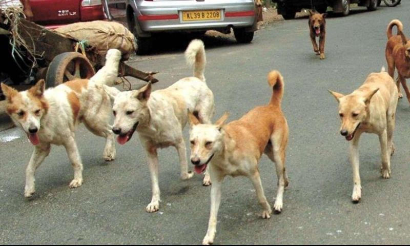Over 80,000 Stray dogs in Nagpur city: VTS survey | नागपूर शहरात ८० हजारांवर मोकाट कुत्रे : व्हीटीएसचा सर्वे