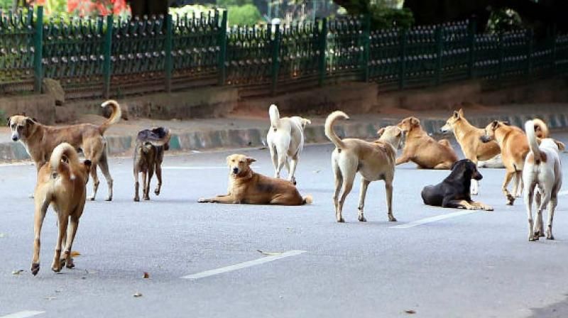 Stray Dogs terror in Nagpur city! | नागपूर शहरात मोकाट कुत्र्यांची दहशत !