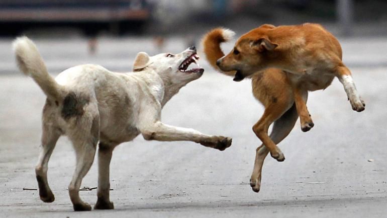 Careful ... wandering dogs are becoming aggressive | Corona Virus in Nagpur; सावधान...भटकी कुत्री होत आहेत आक्रमक