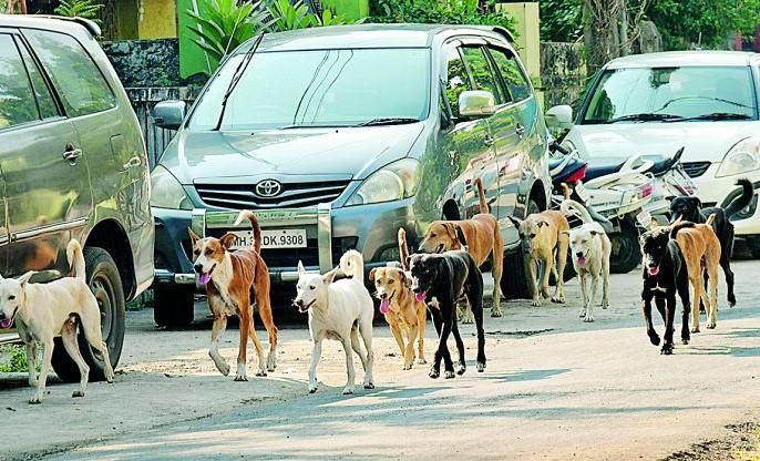 Sterilization of 1141 dogs in Nagpur at month two and a half | नागपुरात  अडीच महिन्यात ११४१ श्वानांवर नसबंदी