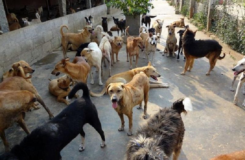 72000 Stray dogs will be sterilized in Nagpur | नागपुरातील ७२ हजार मोकाट कुत्र्यांवर नसबंदी करणार