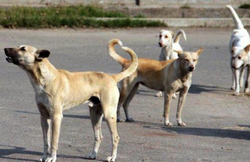 A youth become victim of Stray dogs in Nagpur | नागपुरात मोकाट कुत्र्यांनी घेतला तरुणाचा बळी