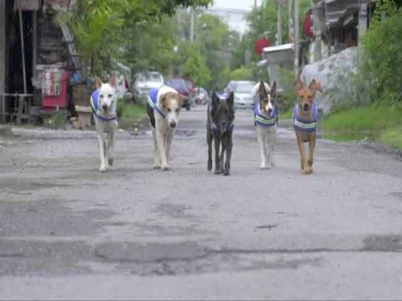 stray dogs into thailand street guardians | शहरातील गुन्हेगारीवर नजर ठेवणार भटके कुत्रे, गळ्यात लटकवले अत्याधुनिक व्हिडीओ कॅमेरे