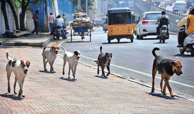 Vasectomy campaign of sray dogs in Nagpur | नागपुरात मोकाट कुत्र्यांवर नसबंदीची मोहीम