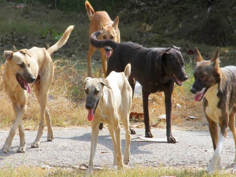 fear of Dogs on the streets of Pune | पुण्यातील रस्त्यांवर कुत्र्यांची दहशत