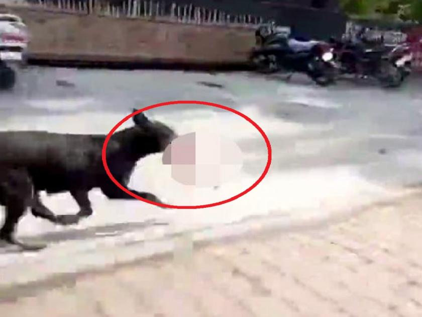 Rajasthan Jaipur | dog roaming outside government hospital with dead fetus in mouth | हलगर्जीपणाचा कळस! कुत्रा 8 महीन्यांच्या अर्भकाला घेऊन पळाला; कुटुंबीयांचा शोध सुरू