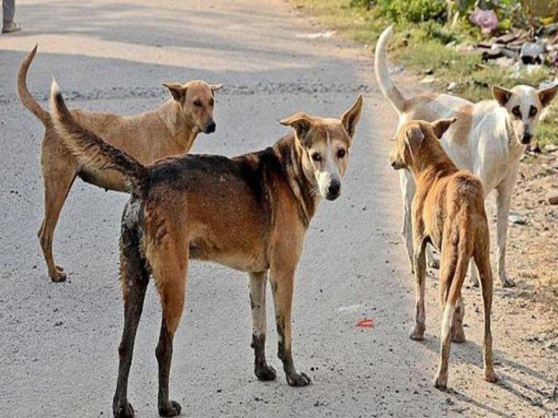 Shocking! Dogs found in the dead condition in a row on third day in a in Pimpri; Possibility of poisoning | धक्कादायक! पिंपरीत सलग तिसऱ्या दिवशी आढळले मृतावस्थेतील कुत्रे; विषप्रयोगाची शक्यता 