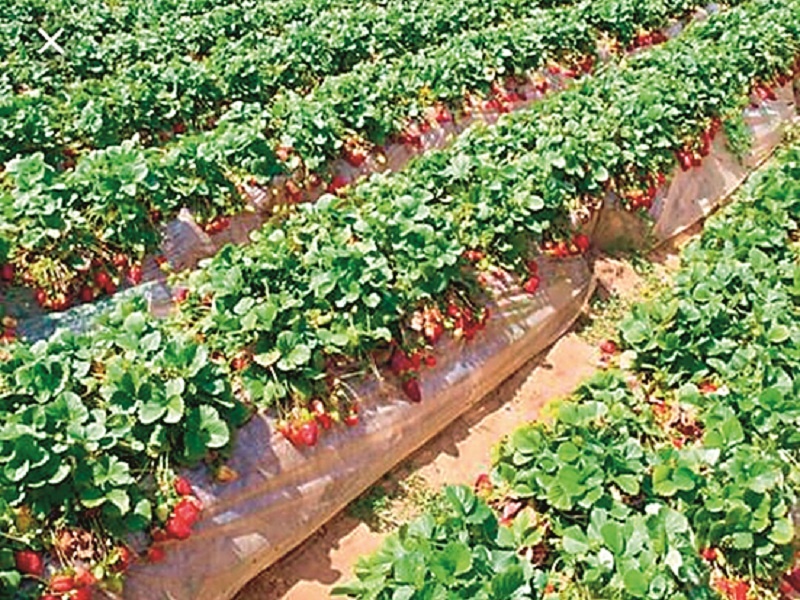 The financial prosperity of the Satara farmer brought out by strawberries | सातारच्या शेतकऱ्याने स्ट्रॉबेरी उत्पादनातून साधली आर्थिक समृद्धी