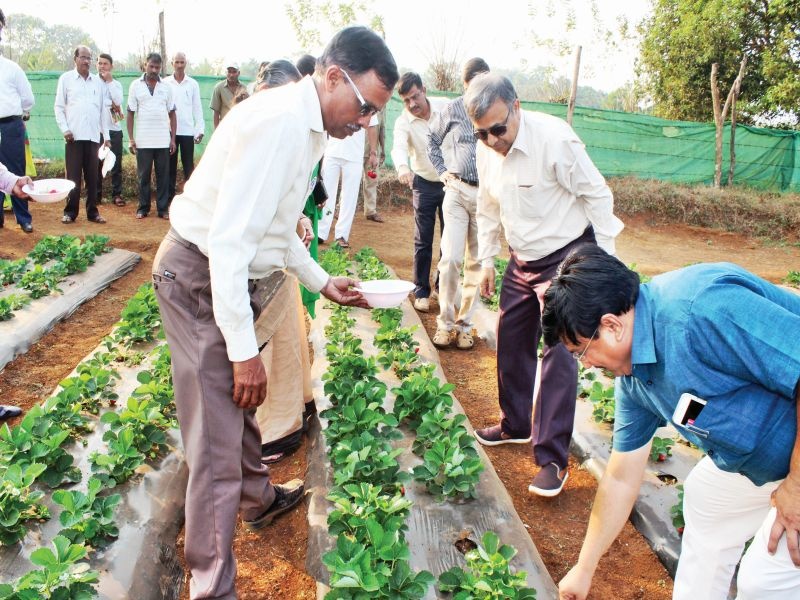 Research of strawberry, agricultural university in red soil in Konkan | कोकणातील लाल मातीत स्ट्रॉबेरी, कृषी विद्यापीठाचे संशोधन