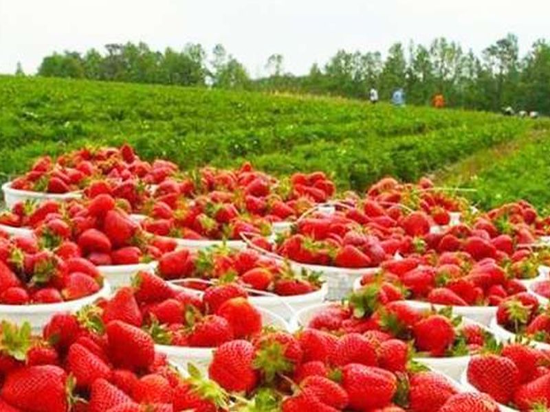 In the market, the arrival of strawberries has increased, Nashikers sour sour cherries taste | नाशिककरांना आंबट, गोड चवीची भुरळ,बाजारात स्ट्रॉबेरीची आवक वाढली