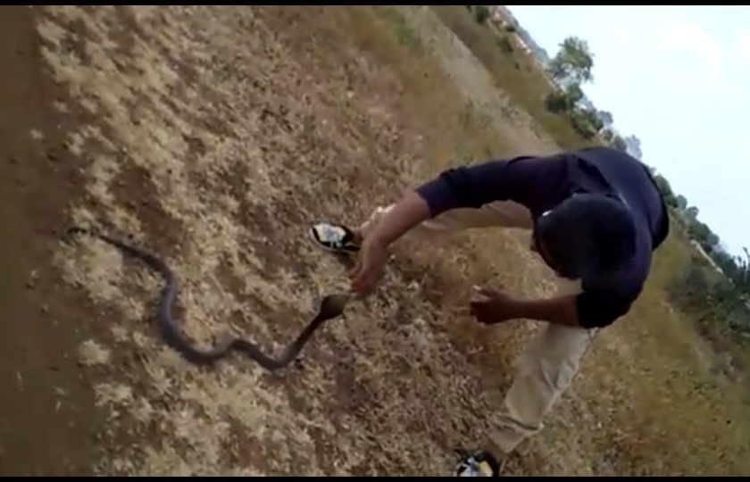 Stunts with snakes; Search for youth from forest department | सापासोबत स्टंटबाजी; वनविभागाकडून युवकाचा शोध सुरु