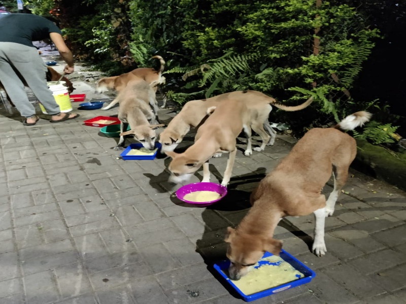 Commendable activities of the youth of Pune! Meals for hungry dogs are provided daily at their own cost | पुण्यातील तरुणांचा स्तुत्य उपक्रम! भुकेल्या श्वानांसाठी स्वखर्चाने रोज देताहेत जेवण