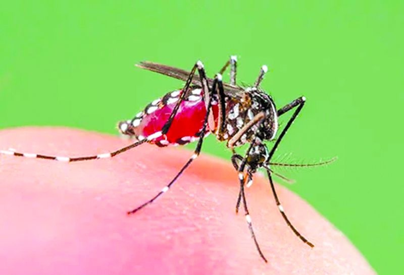 Dengue fever in Nagpur | डेंग्यूसदृश तापाने उपराजधानी फणफणली