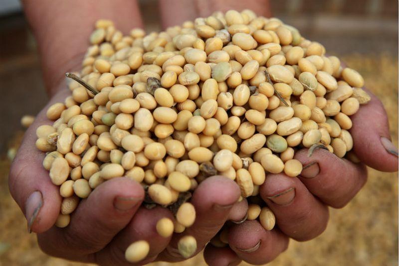 Application 33 thousand, subsidized seeds to only 1500 farmers | अर्ज ३३ हजार, अनुदानित बियाणे फक्त १५०० शेतकऱ्यांना