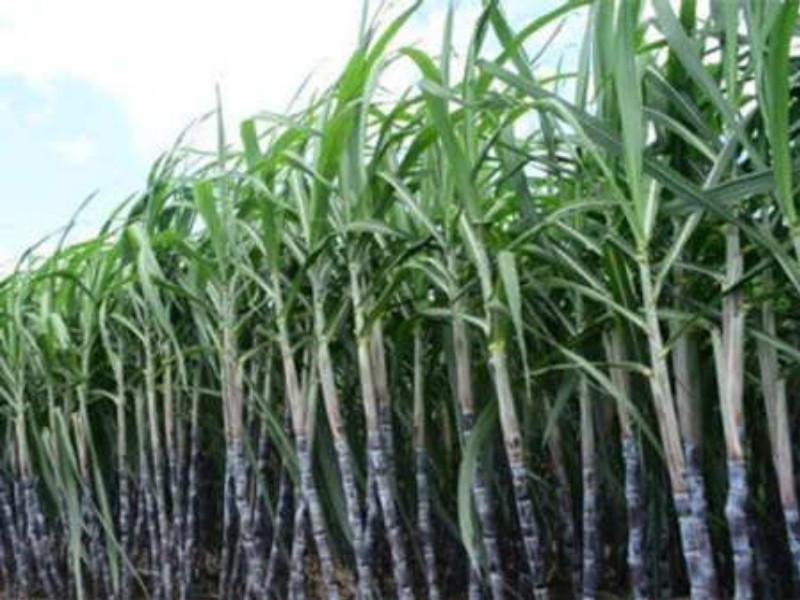 The estimated production of 90 millions tannes of sugar production in the state | राज्यात ९० लाख टन साखर उत्पादनाचा अंदाज