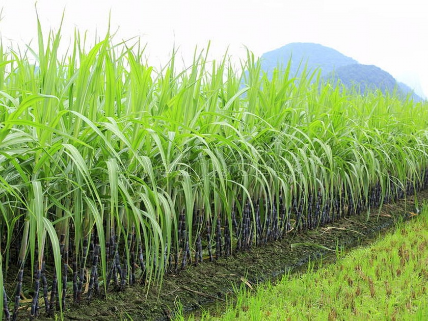 The Union Cabinet has approved Sugar export policy | ऊस उत्पादक शेतकऱ्यांना केंद्राकडून खूशखबर, साखर निर्यातीवर मिळणार अनुदान 