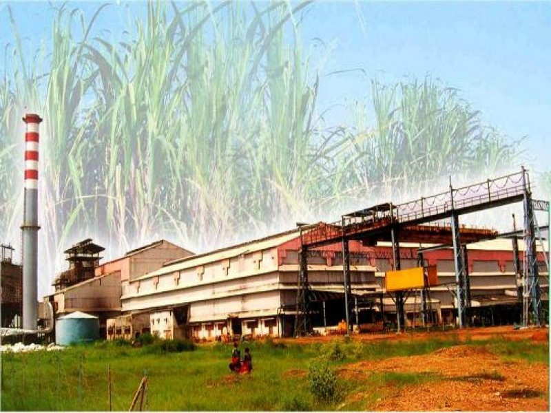 196 factory applications for sugarcane crushing : Starting from 20 october | ऊस गाळपासाठी १९६ कारखान्यांचे अर्ज : २० आॅक्टोबर पासून हंगाम सुरु