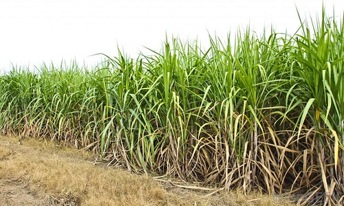 Hundreds of hectares of sugarcane loss along the river in Pandharpur taluka | पंढरपूर तालुक्यात नदीकाठी शेकडो हेक्टर उसाचे नुकसान
