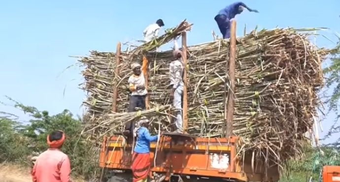 Identity cards to be given to sugarcane workers in Solapur district; Great responsibility on Gram Panchayat | सोलापूर जिल्ह्यातील ऊसतोड कामगारांना देणार ओळखपत्र; ग्रामपंचायतीवर मोठी जबाबदारी