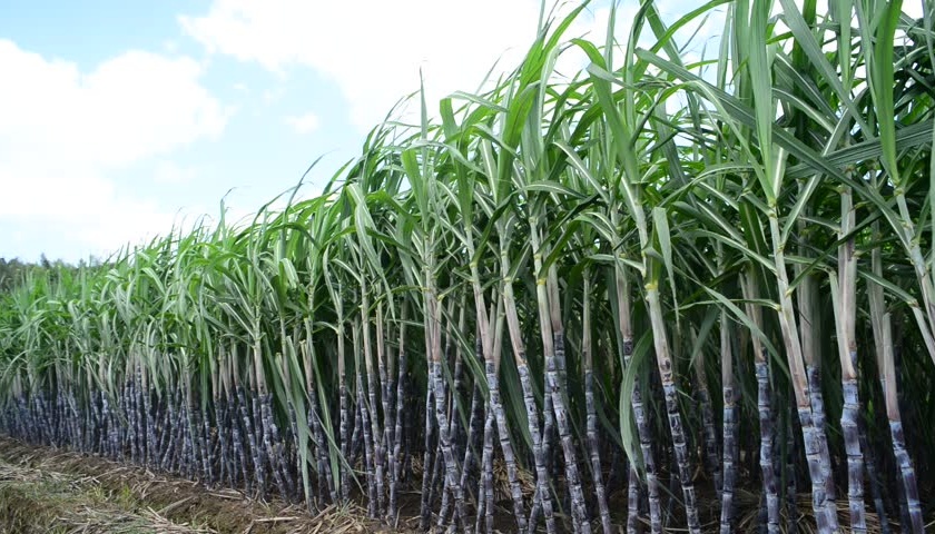 Five sugar factories in Parbhani district are working; 9 lac metric tonnes of sugarcane crush | परभणी जिल्ह्यातील पाचही साखर कारखाने सुरू; ९ लाख मेट्रीक टन उसाचे झाले गाळप