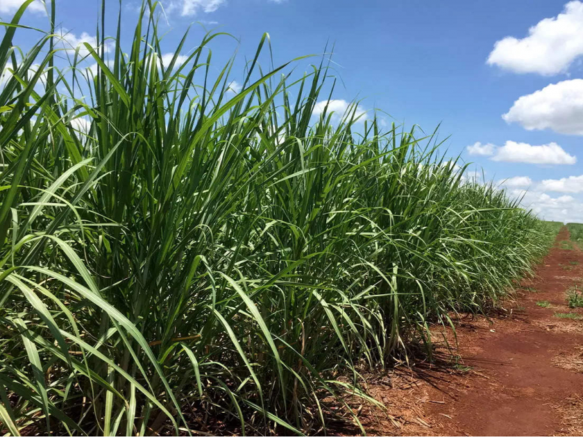 New sugarcane planting area declined; Sugar production in Nanded division will decrease up to 40 percent | पाण्याअभावी उसाचे नवीन लागवड क्षेत्र घटले; साखरेचे उत्पादन ४० टक्क्यांपर्यंत कमी होणार