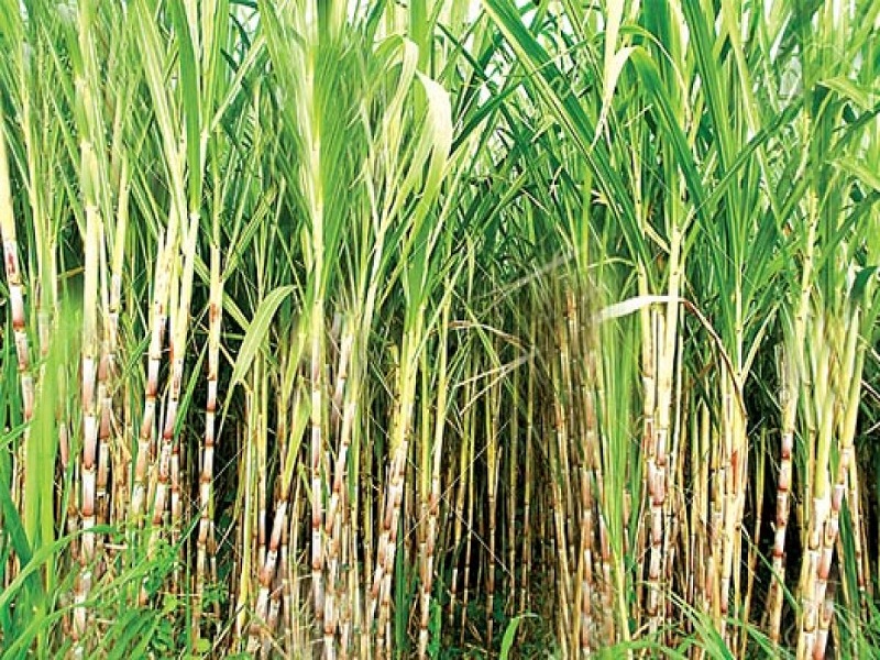 Additional rainfall will increase sugarcane cultivation | जास्तीच्या पावसामुळे उसाची लागवड वाढणार