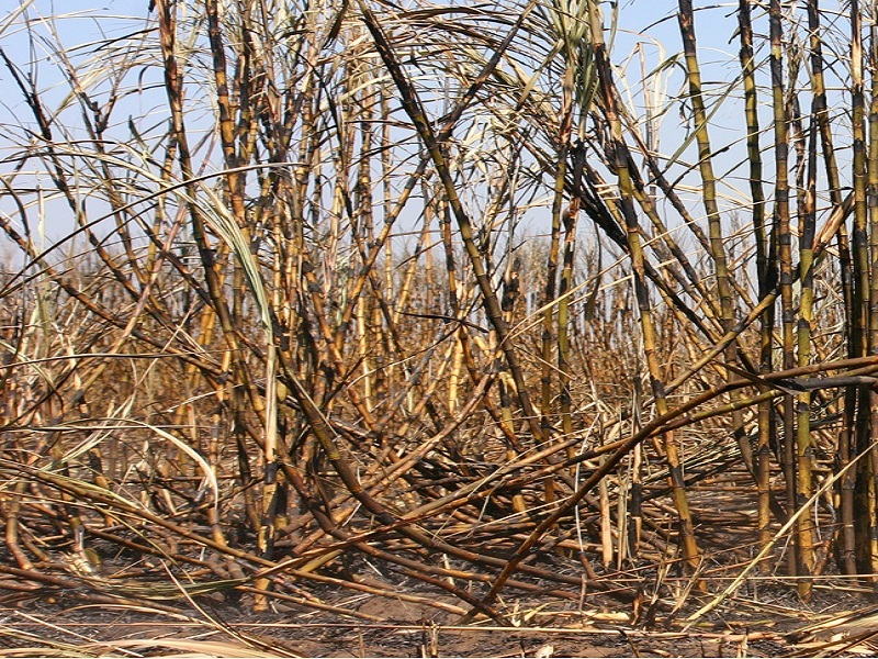 sugarcane crop destroyed due to water scarcity; 28,000 hectare area sugarcane in Osmanabad was suffered | पाण्याअभावी ऊसशेती उद्ध्वस्त; उस्मानाबादेत २८ हजार हेक्टर क्षेत्रातील ऊस दुष्काळाने केला गडप !