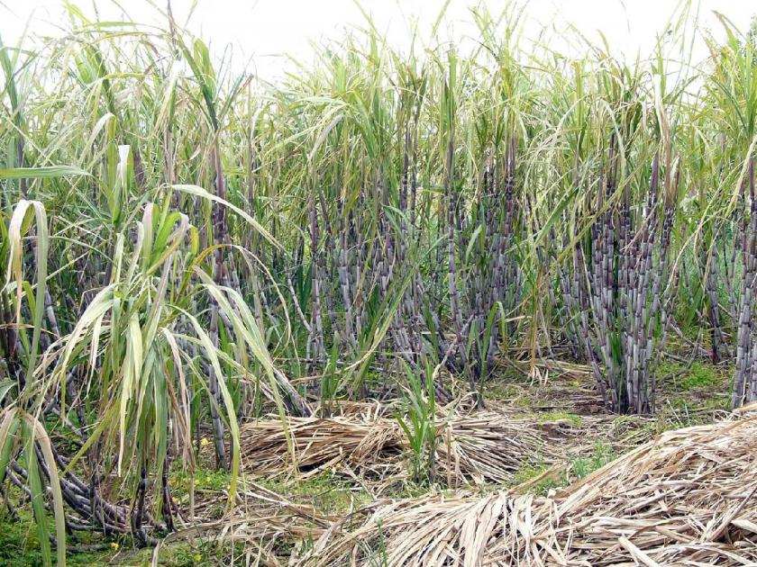 Beed News 1,903 children sleep in sugarcane farms Maharashtra government should notice this | ऐकलंत का मायबाप सरकार? १,९०३ मुले झाेपली उसाच्या फडात! १९७९ कुटुंबांचे स्थलांतर
