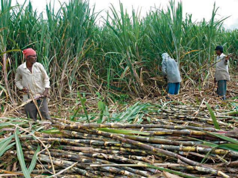 the production of sugarcane will decrease in the state due to drought: primary estimates | दुष्काळामुळे राज्यात ऊसाचे उत्पादन घटणार :  प्राथमिक अंदाज 