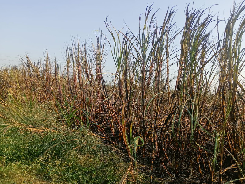 One and a half acres of sugarcane burnt in Galandwadi loss of five lakhs to the farmer | गलांडवाडीत दीड एकर ऊस जळून खाक, शेतकऱ्याचे पाच लाखांचे नुकसान