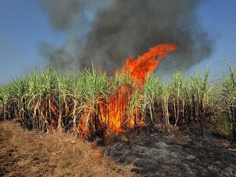 One acre of sugarcane was destroyed by a short circuit in Pachegaon | पाचेगावात शॉर्टसर्किटने एक एकर ऊस खाक
