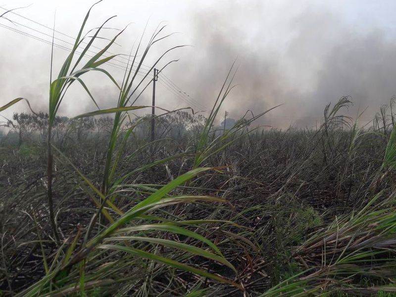 Burnt sugarcane burned in three to three acres of land | निफाड तालक्यात साडेतीन एकरावरील ऊस जळून खाक, शॉटसर्कीटने लागली आग लागून लाखोंचे नुकसान