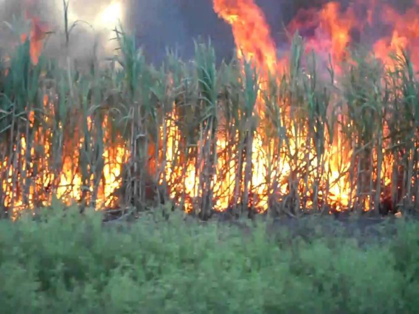 Due to the short circuit, three acres of sugarcane burn | शॉर्ट सर्किटमुळे तीन एकर ऊस जाळून खाक 
