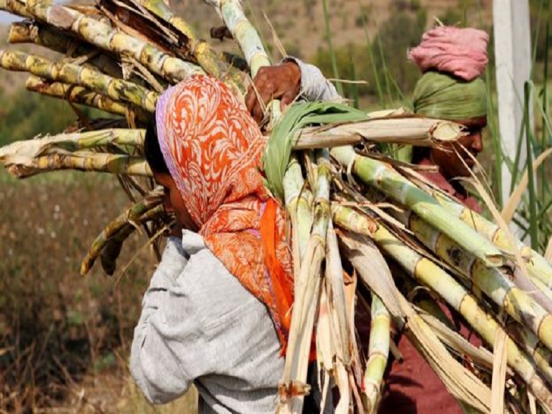 Not the cause of the sugarcane work; Abortions were removed due to lack of facilities | ऊसतोडणी कारणीभूत नव्हे; सुविधांच्या अभावामुळेच काढल्या गर्भपिशव्या