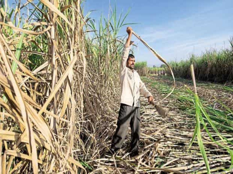 More than 50 sugarcane growers in Haveli area have been robbed of lakhs by cattle traders | हवेली परिसरातील ५० हुन अधिक ऊस उत्पादक शेतकऱ्यांना गुऱ्हाळ व्यापाऱ्याने घातला लाखोंचा गंडा