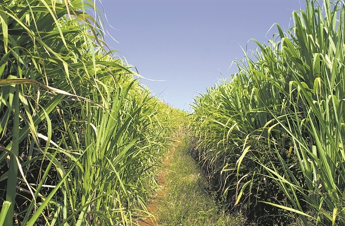 Sugarcane harvesting will be done as per shift schedule: Satish Sawant | ऊसतोडणी पाळीपत्रकानुसारच केली जाईल : सतीश सावंत