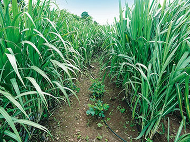 Sowing sugarcane on 17,000 hectare of Godavari belt | गोदावरी पट्ट्यात १७ हजार हेक्टरवर ऊस लागवड