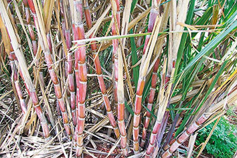 Inmajalgaon closing movement started; All-party decision to get increased prices of sugarcane | माजलगावात उसतोड बंद आंदोलन सुरु; उसाला वाढीव भाव मिळवण्यासाठी सर्वपक्षीय निर्णय 