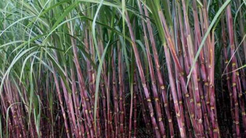 The area of ​​sugarcane grew increased in Godavari fold of Palam taluka | पालम तालुक्याच्या गोदावरी पट्यात ऊसाचे क्षेत्र वाढले, पदरमोड करून बेणे घेण्यावर शेतक-यांचा भर