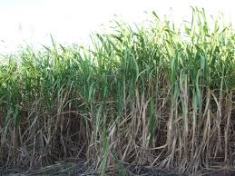 The campaign for the increase in sugarcane production by Kadav | कादवातर्फे एकरी ऊस उत्पादनवाढीसाठी मोहीम
