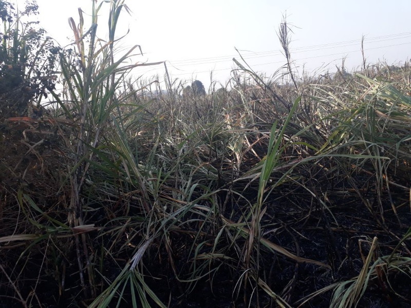 2 acres sugarcane crop burn in Davdi, Pune due to electricity wire sparking | पुणे जिल्ह्यातील ढोरे भांबुरवाडीत वीजवाहक तारांच्या स्पार्किंगमुळे २ एकरावरील ऊस खाक