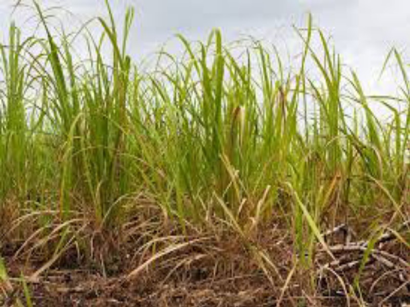 'If there is no suitable price for sugarcane' | ‘उसाला योग्य भाव न मिळाल्यास पुन्हा आंदोलन’