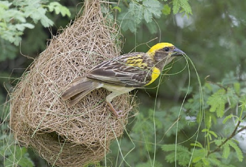 Scientific study of bird nests, guidelines issued | पक्ष्यांच्या घरट्यांचा होणार शास्त्रशुद्ध अभ्यास, मार्गदर्शक तत्त्वे जारी