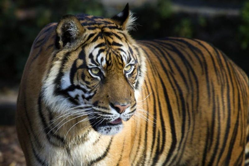Beware, tiger hunting has increased in Vidarbha; Use of poisoning | सावधान, विदर्भात वाघांची शिकार वाढली; विषप्रयोगाचा वापर