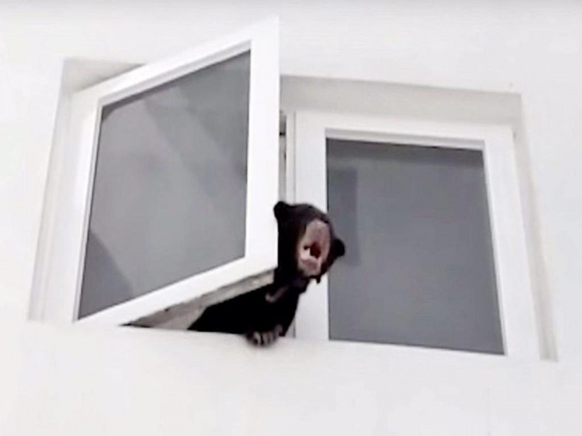Malaysian singer with sun bear in condominium home charged | काय सांगता? 'या' प्रसिद्ध गायिकेने कुत्रा म्हणून चक्क अस्वल घरी नेले अन्...
