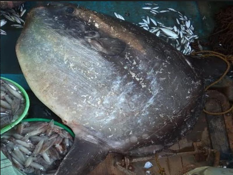Rare Sunfish found in Arabian Sea | अरबी समुद्रात मृतावस्थेत सापडला दुर्मिळ सनफिश  