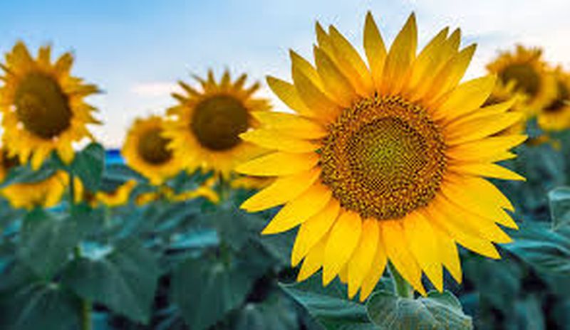 New varieties of sunflower developed! | सूर्यफुलाचे नवे वाण विकसित!