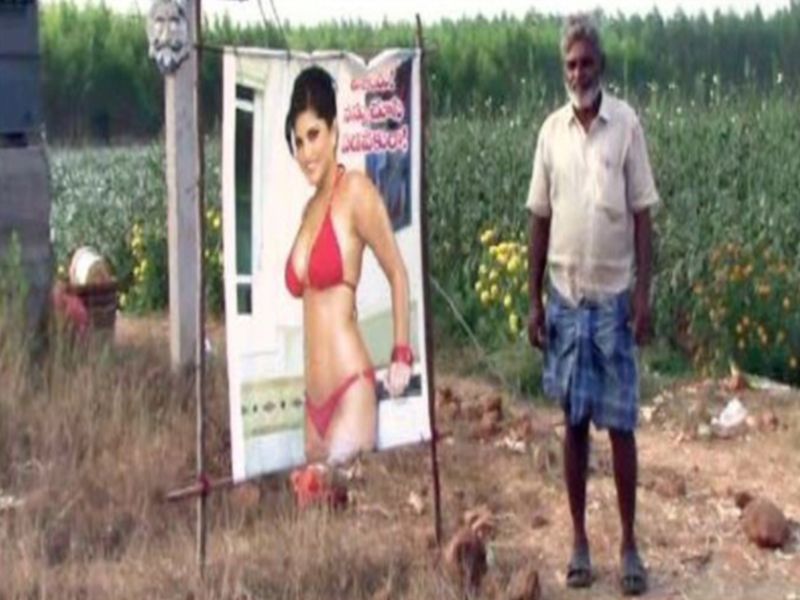 Quantity of Farmer's Future; Photo of Sunny Leone's Bikini photos, which are not applicable to the crops | शेतकऱ्याची सण'सनी'त मात्रा; पिकांना दृष्ट लागू नये म्हणून लावला सनी लिओनीचा बिकिनीतील फोटो